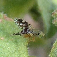 Euaresta bellula