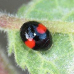 Brachiacantha subfasciata