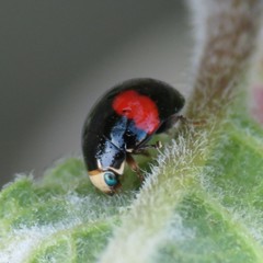 Brachiacantha subfasciata