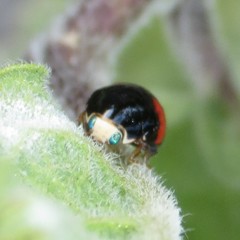 Brachiacantha subfasciata