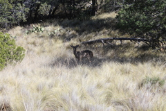 Odocoileus virginianus carminis