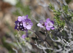Phacelia vallis-mortae