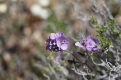 Phacelia vallis-mortae
