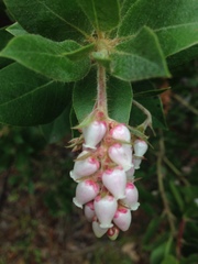 Arctostaphylos columbiana