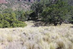Odocoileus virginianus carminis