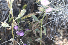 Phacelia vallis-mortae
