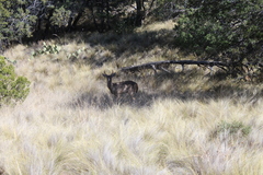 Odocoileus virginianus carminis