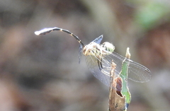 Nannophlebia eludens