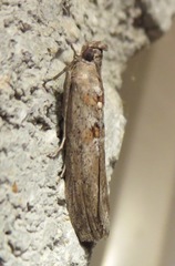 Caristanius decoloralis