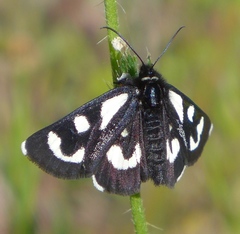 Alypia mariposa