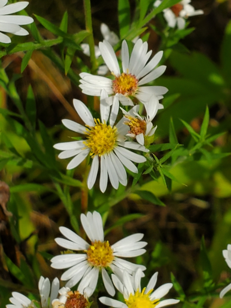 sunflowers, daisies, asters, and allies from Rockford, IL 61102, USA on