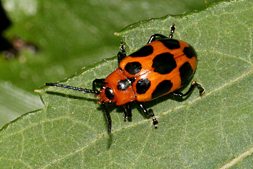 9-Spotted Leaf Beetle