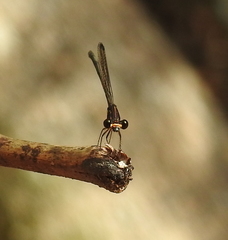 Nososticta koolpinyah