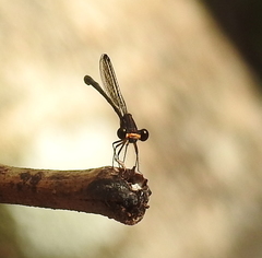 Nososticta koolpinyah