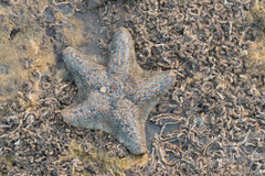 Aquilonastra