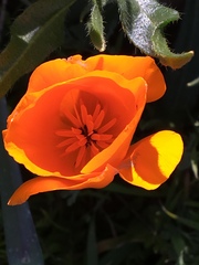 Eschscholzia californica