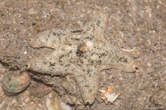 Aquilonastra