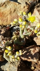 Dudleya variegata