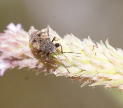 Euander lacertosus