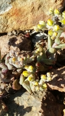 Dudleya variegata