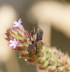 Euander lacertosus