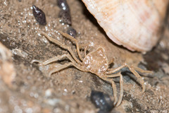 Elamena cristatipes