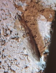 Caristanius decoloralis