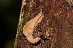 Cucullarion parkini