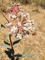 Asclepias glaucescens