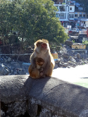 Macaca mulatta