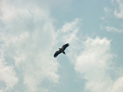 Neophron percnopterus
