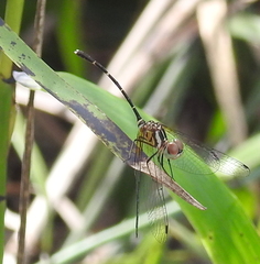 Nannophlebia eludens