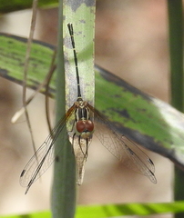 Nannophlebia eludens