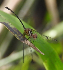 Nannophlebia eludens