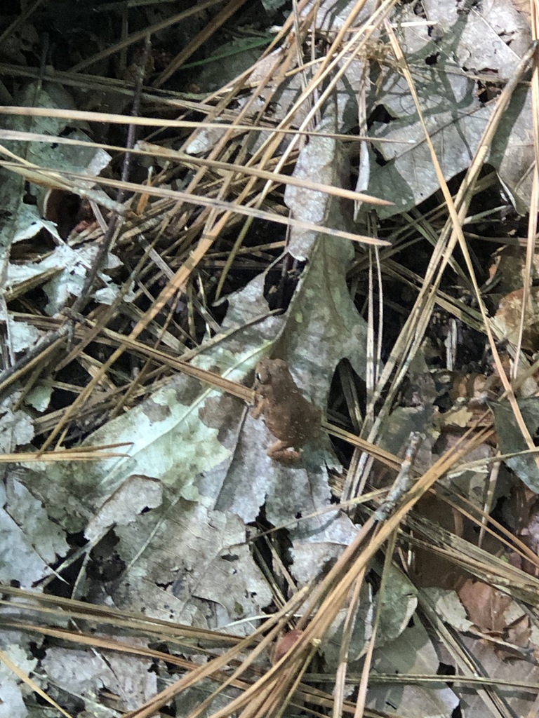 Fowler's Toad from Umstead, Raleigh, NC, USA on September 25, 2023 at ...