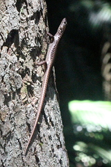 Concinnia tenuis
