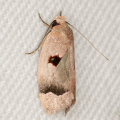 Acanthodela erythrosema