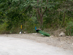 Pavo cristatus