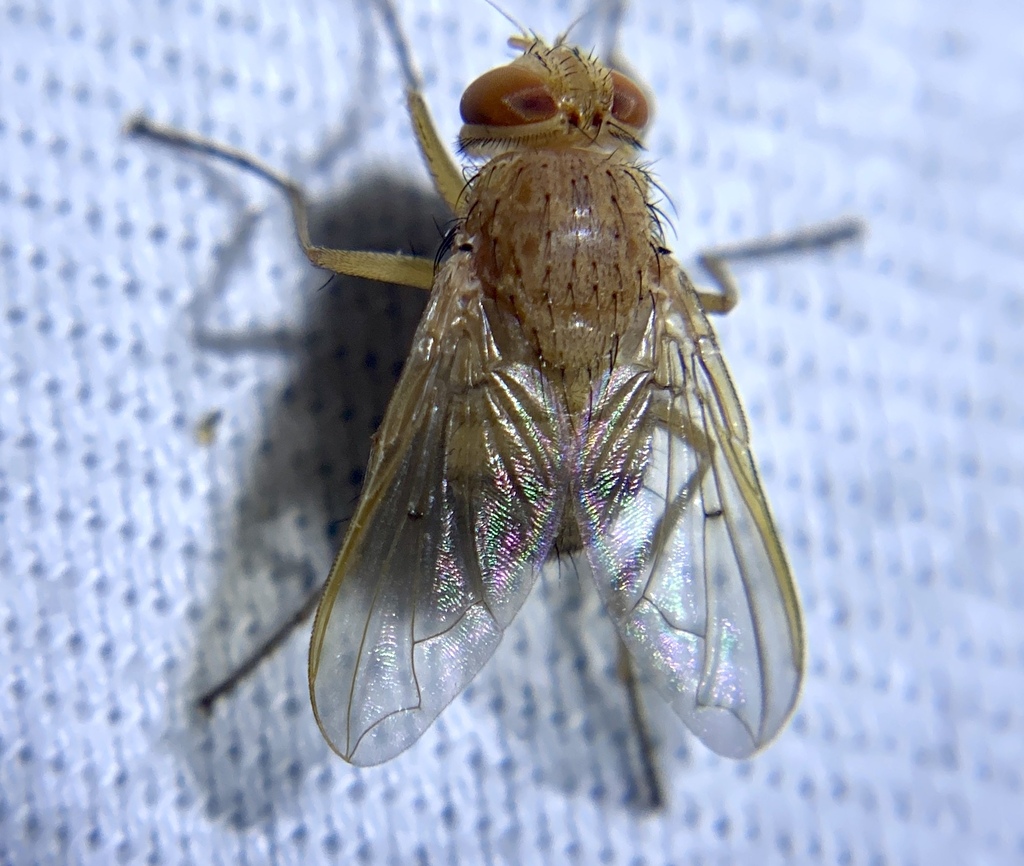 Tachinid fly