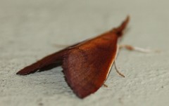 Udea daiclesalis