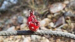 Peniocereus striatus