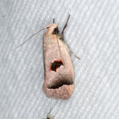 Acanthodela erythrosema