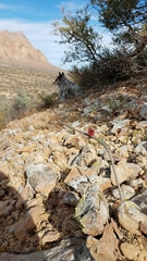 Peniocereus striatus