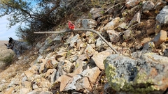 Peniocereus striatus