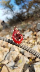 Peniocereus striatus