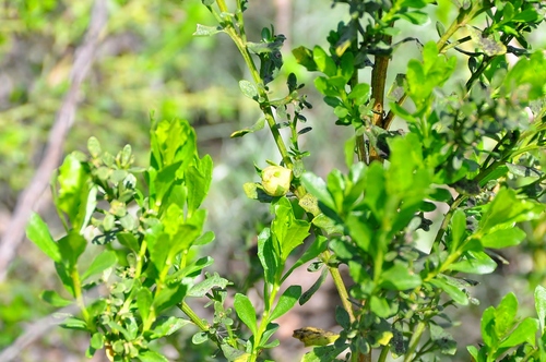 iNaturalist observation photo of Coyote Brush Bud Gall Midge