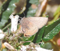Callophrys augustinus iroides