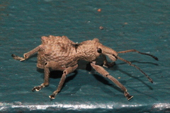 Leptopius tetraphysodes