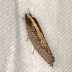 Archaereta dorsivittella