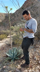 Agave azurea